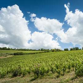 Organic Winery Tour in Chianti with Cellar Roof Views