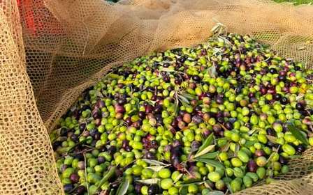 Mercatale in Val di Pesa: Olive Oil Tasting and Farm Tour