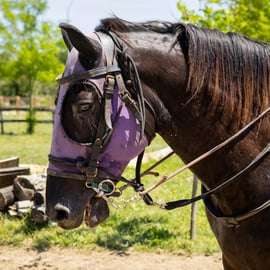 Florence: Horseback Riding Tour with Wine Tasting & Transfer