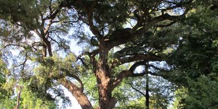 Jardin des simples - Jardin botanique