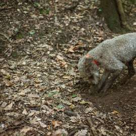 Chasse aux truffes à San Miniato avec dégustation gourmande