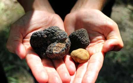 San Gimignano : chasse aux truffes avec déjeuner et dégustation de vin