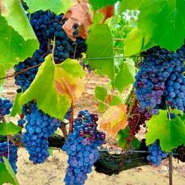 Florencia: Visita a la campiña con cata de vinos y clase de pasta