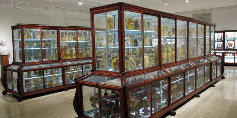 Musée d'histoire naturelle