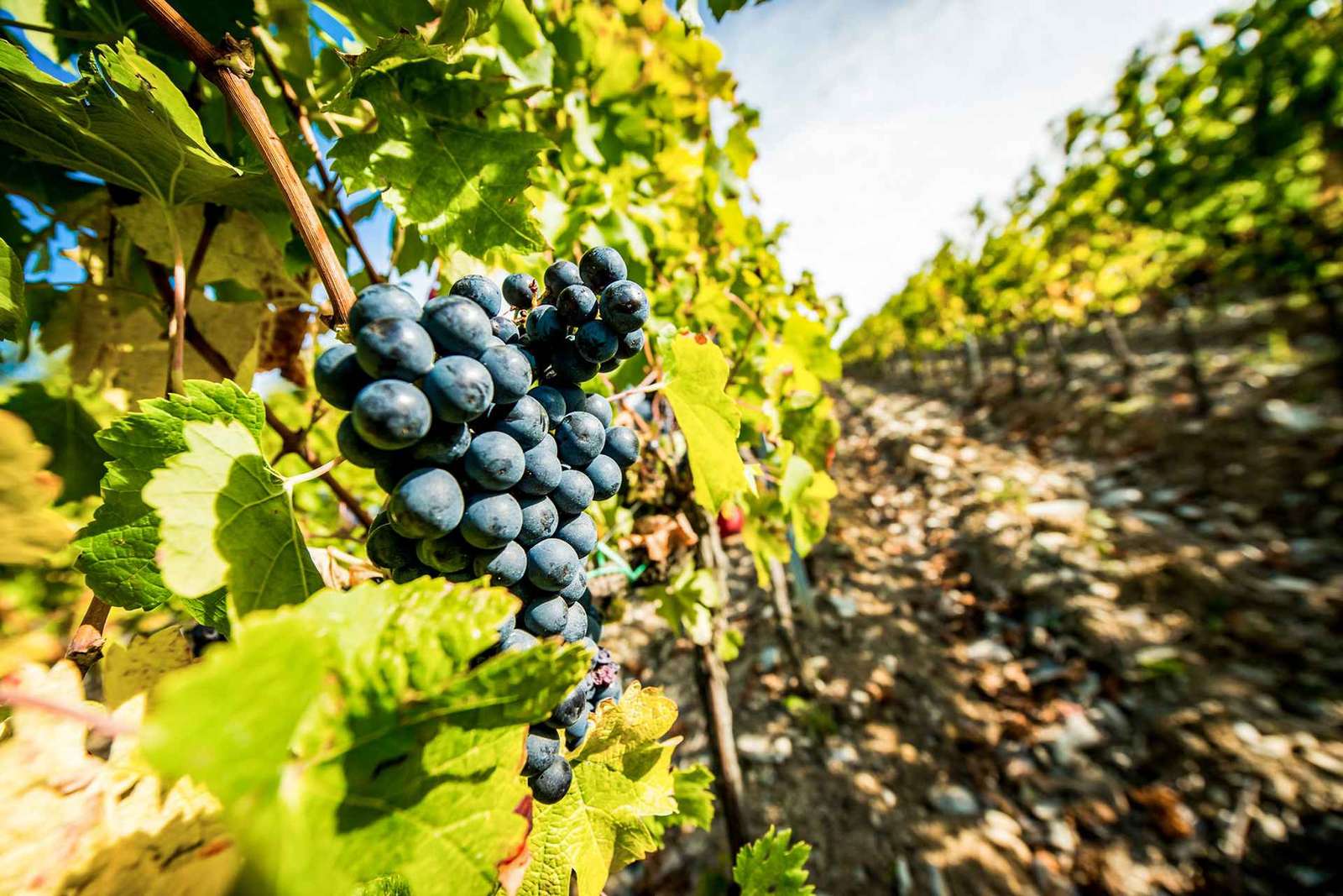 Från Florens: Toscana Wine & Food Tour med guide