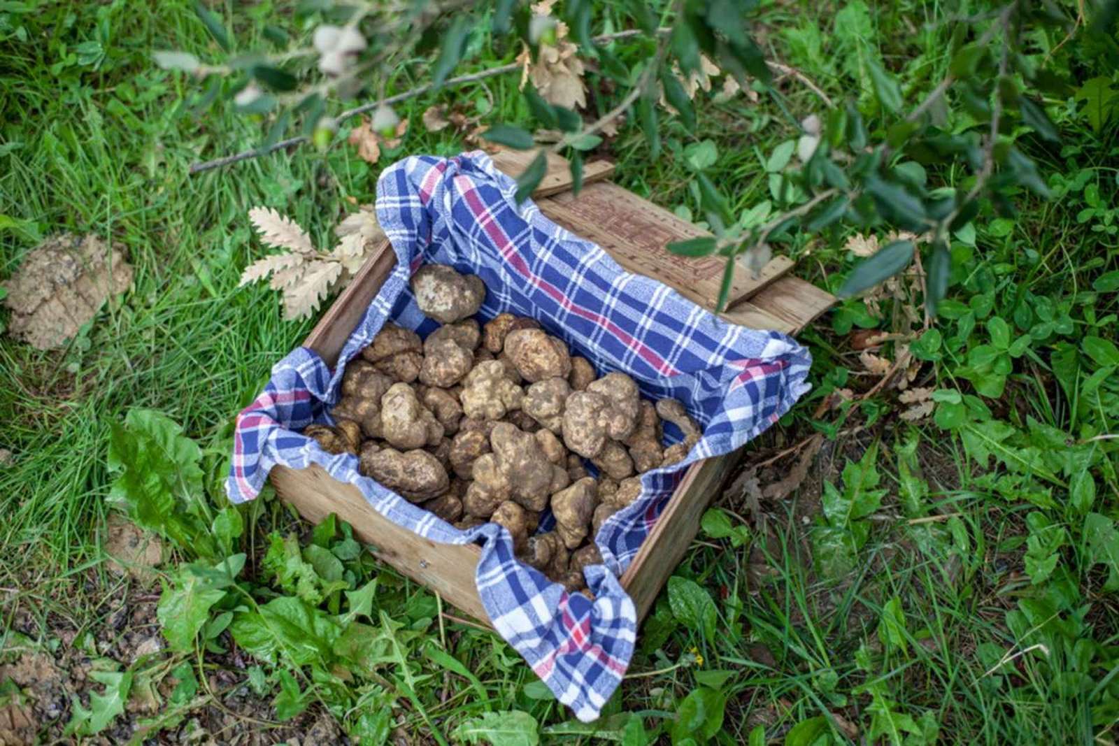 Búsqueda de trufas en la Toscana desde Florencia con almuerzo