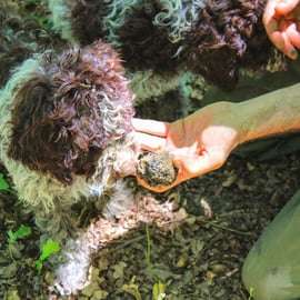 San Gimignano: Truffle Hunting with Lunch & Wine Tasting