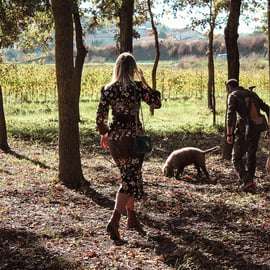 San Gimignano: Truffle Hunting with Lunch & Wine Tasting