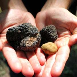 San Gimignano: Truffle Hunting with Lunch & Wine Tasting