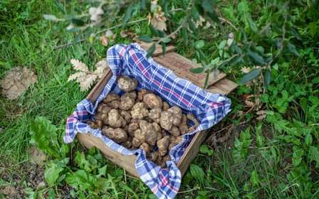 Chasse à la truffe en Toscane depuis Florence, avec déjeuner