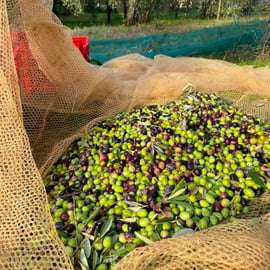 Mercatale in Val di Pesa: Olive Oil Tasting and Farm Tour