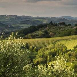 Búsqueda de trufas en la Toscana desde Florencia con almuerzo