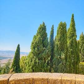 Från Florens: Val D'Orcia-tur med vinprovning
