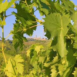 Florence: Chianti Villages, San Gimignano and Winery Tour
