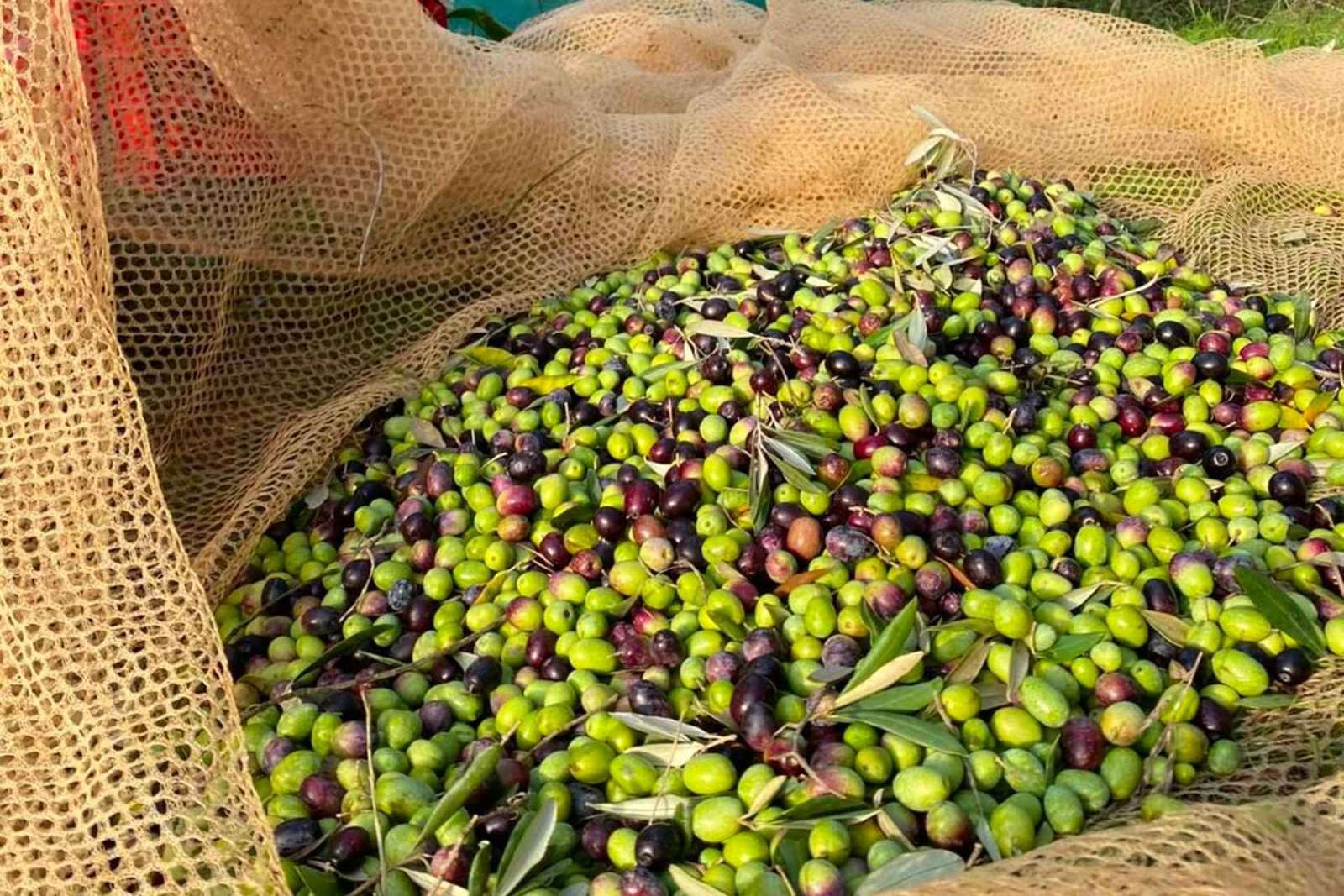 Mercatale in Val di Pesa: Olive Oil Tasting and Farm Tour