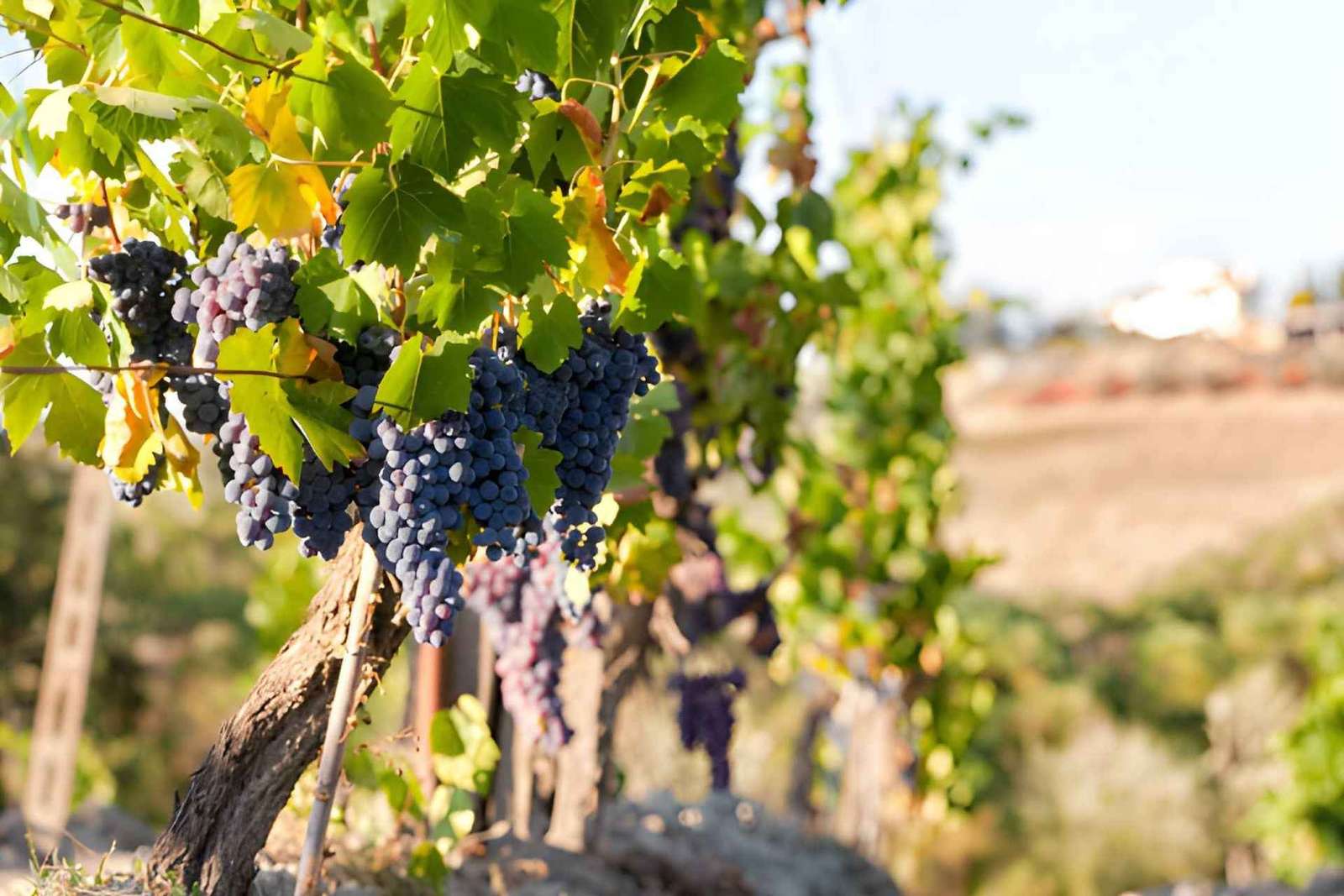 Vanuit Florence: Chianti-wijntour met proeverijen, halfdaagse tour