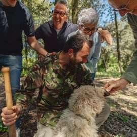 Florence: San Gimignano, Truffle Hunt, Wine Tasting, & Lunch