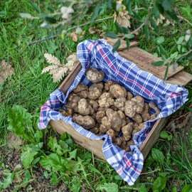 Búsqueda de trufas en la Toscana desde Florencia con almuerzo
