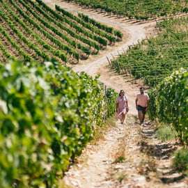 Small Group Wine Tasting Tour from Florence, Two Wineries