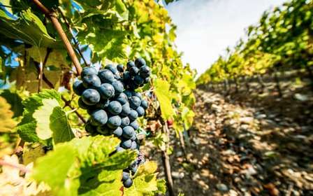 Depuis Florence : Visite culinaire et vinicole de la Toscane avec guide