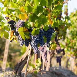 Vanuit Florence: Chianti-wijntour met proeverijen, halfdaagse tour