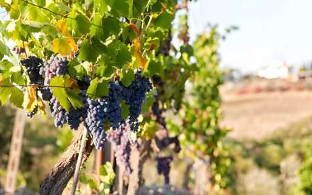 Au départ de Florence : visite œnologique du Chianti avec dégustations, visite d'une demi-journée