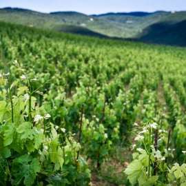 Organic Winery Tour in Chianti with Cellar Roof Views