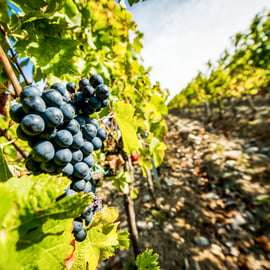 Från Florens: Toscana Wine & Food Tour med guide