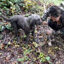 San Miniato : chasse aux truffes, repas et expérience gastronomique